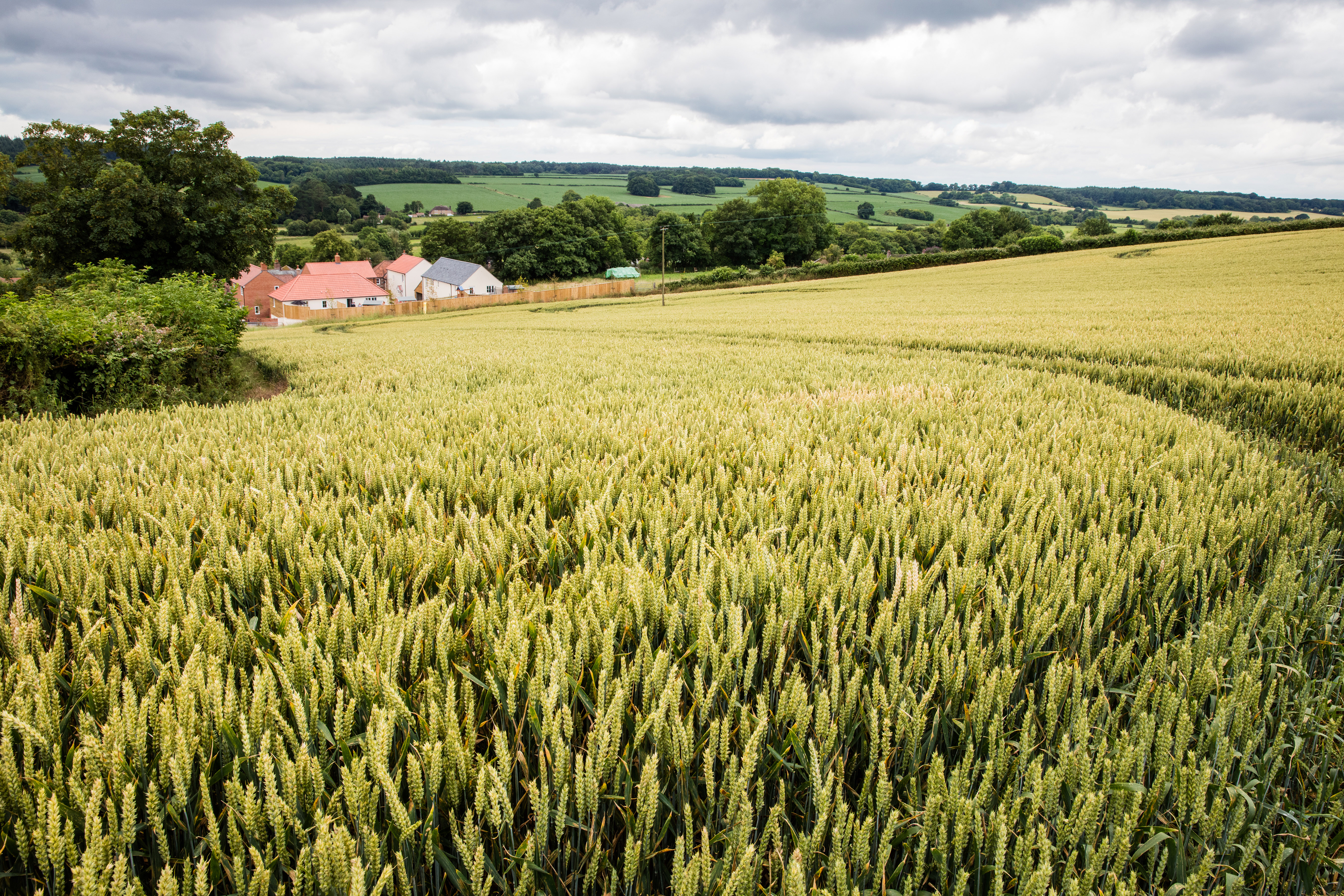 Countryside 4 Tolpuddle