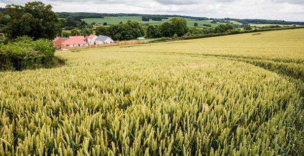 Countryside 4 Tolpuddle