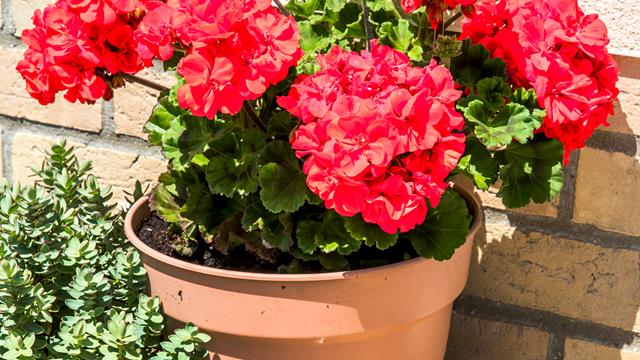 Geraniums