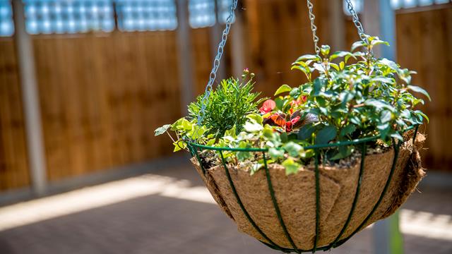 Hanging basket