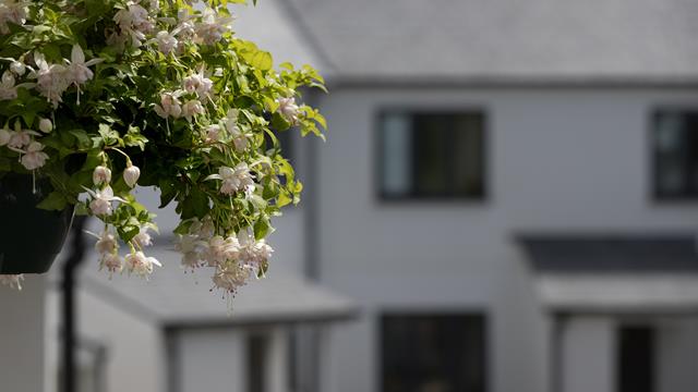 House plant
