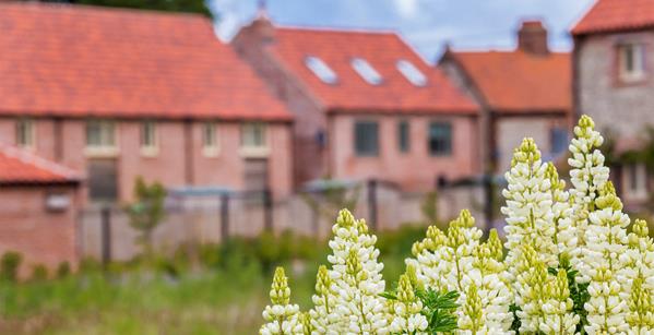 Flowers with homes in background