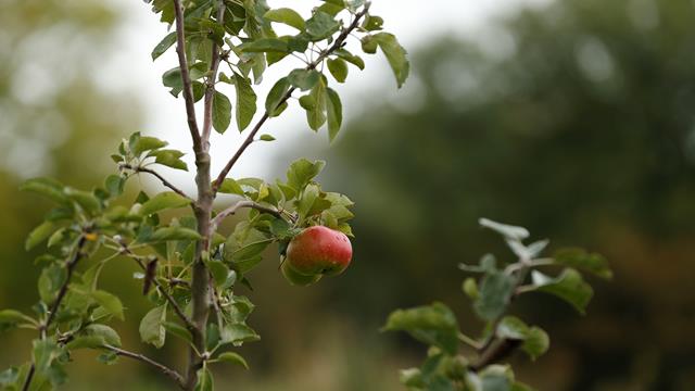 Apple tree