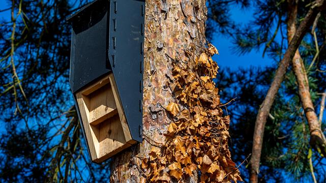 Bat Box