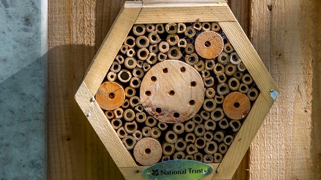 Bee Box