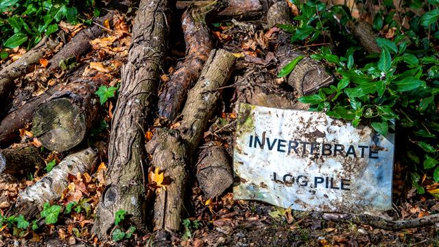 Wood Pile