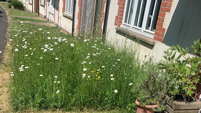 Hastoe Meadow 2
