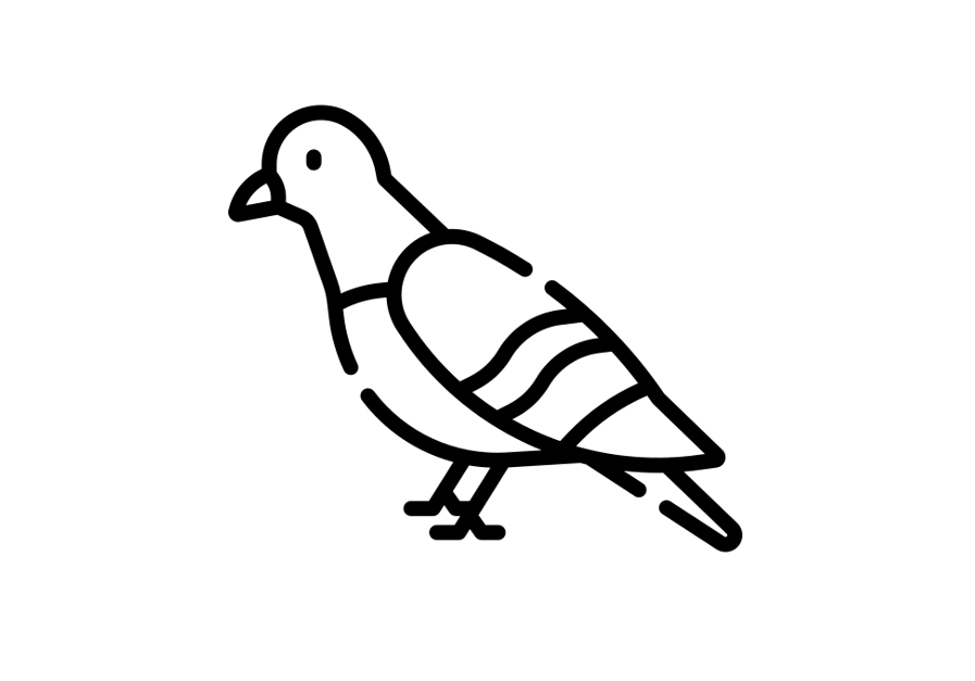 Pigeon