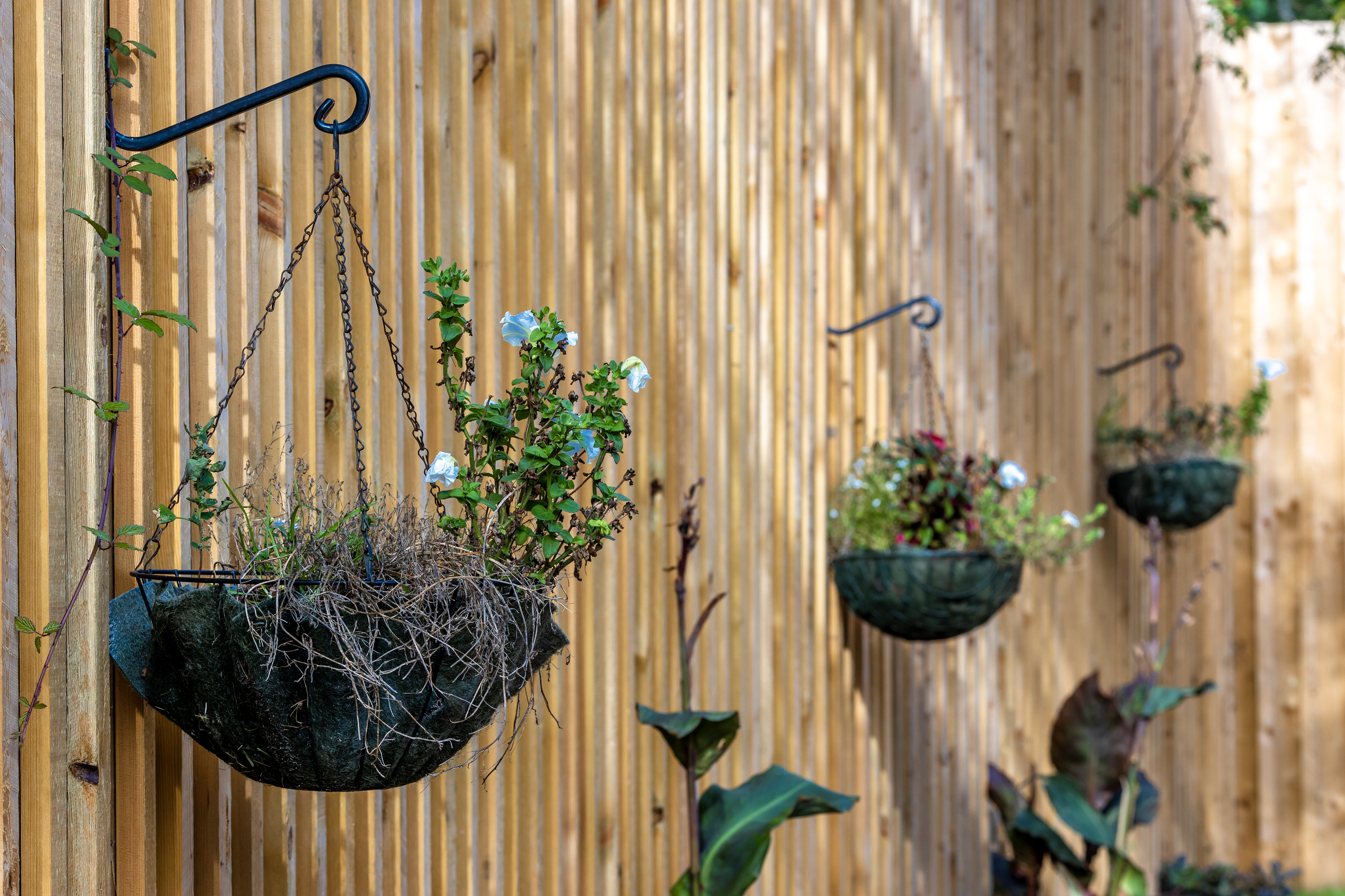 Hanging Baskets
